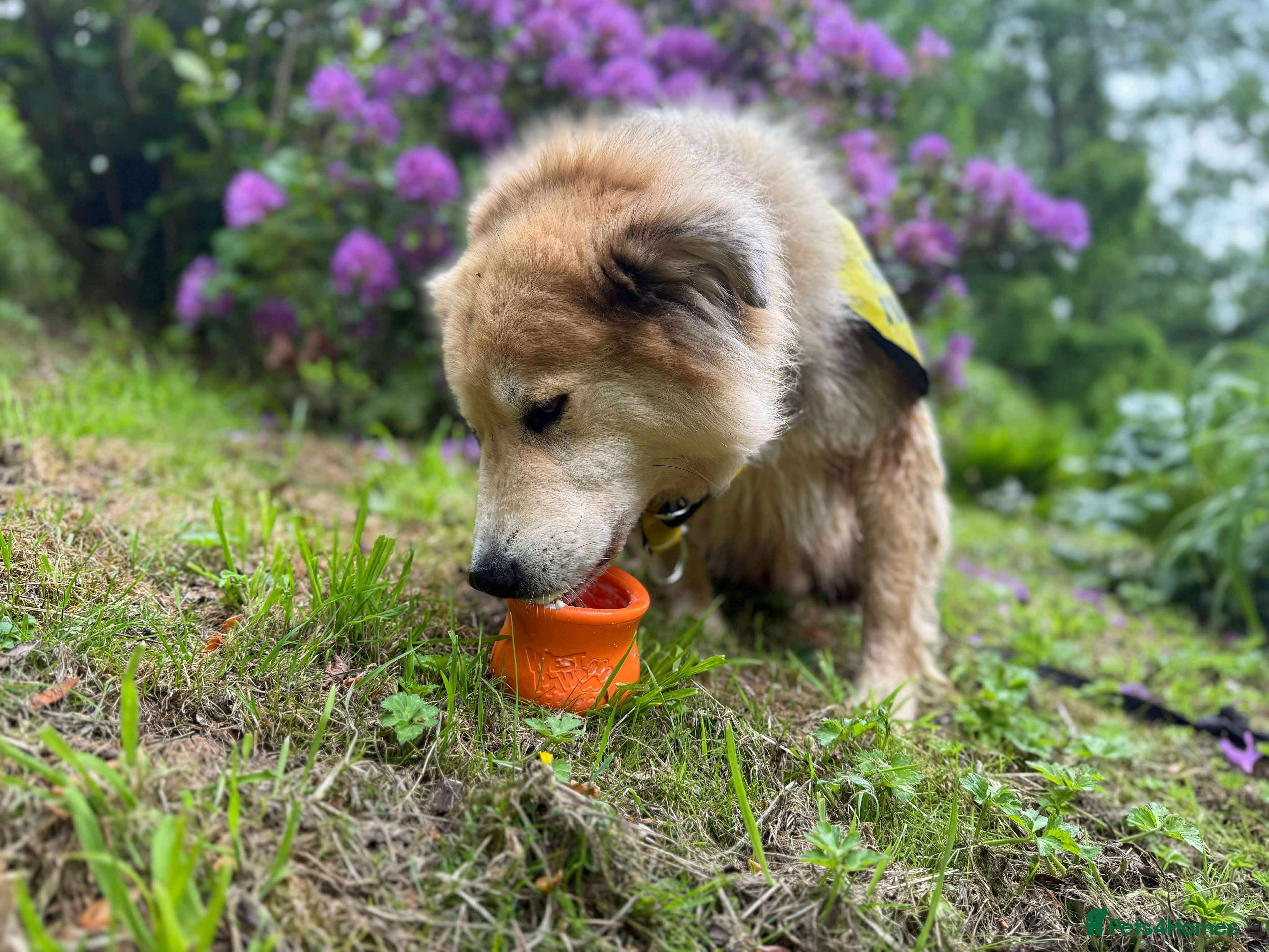 Meet Paddy, currently residing in Cheshire photo 27