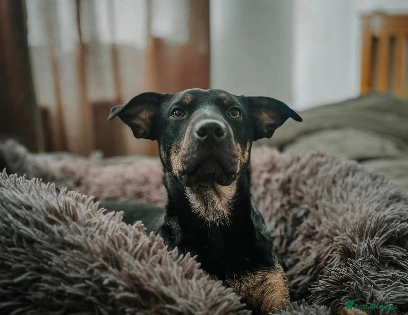 Madonna 18 month old female photo 9