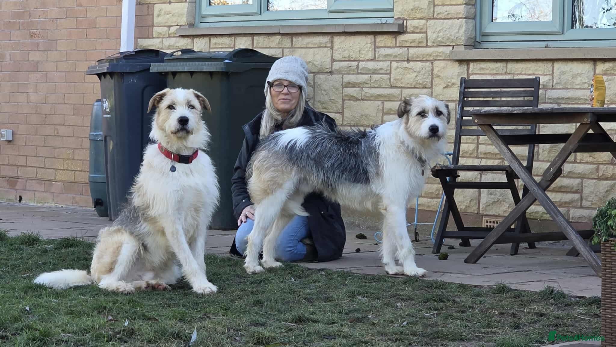 Hershey & Harley π still Waiting photo 3