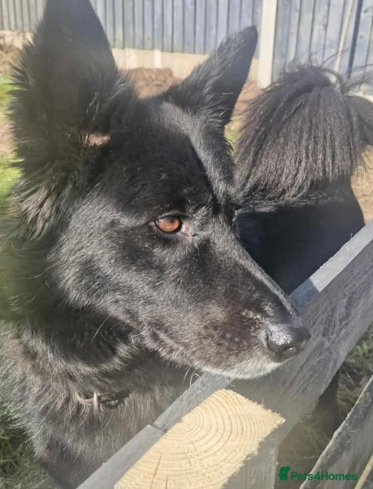 Meet Bear, currently residing in Staffordshire photo 3