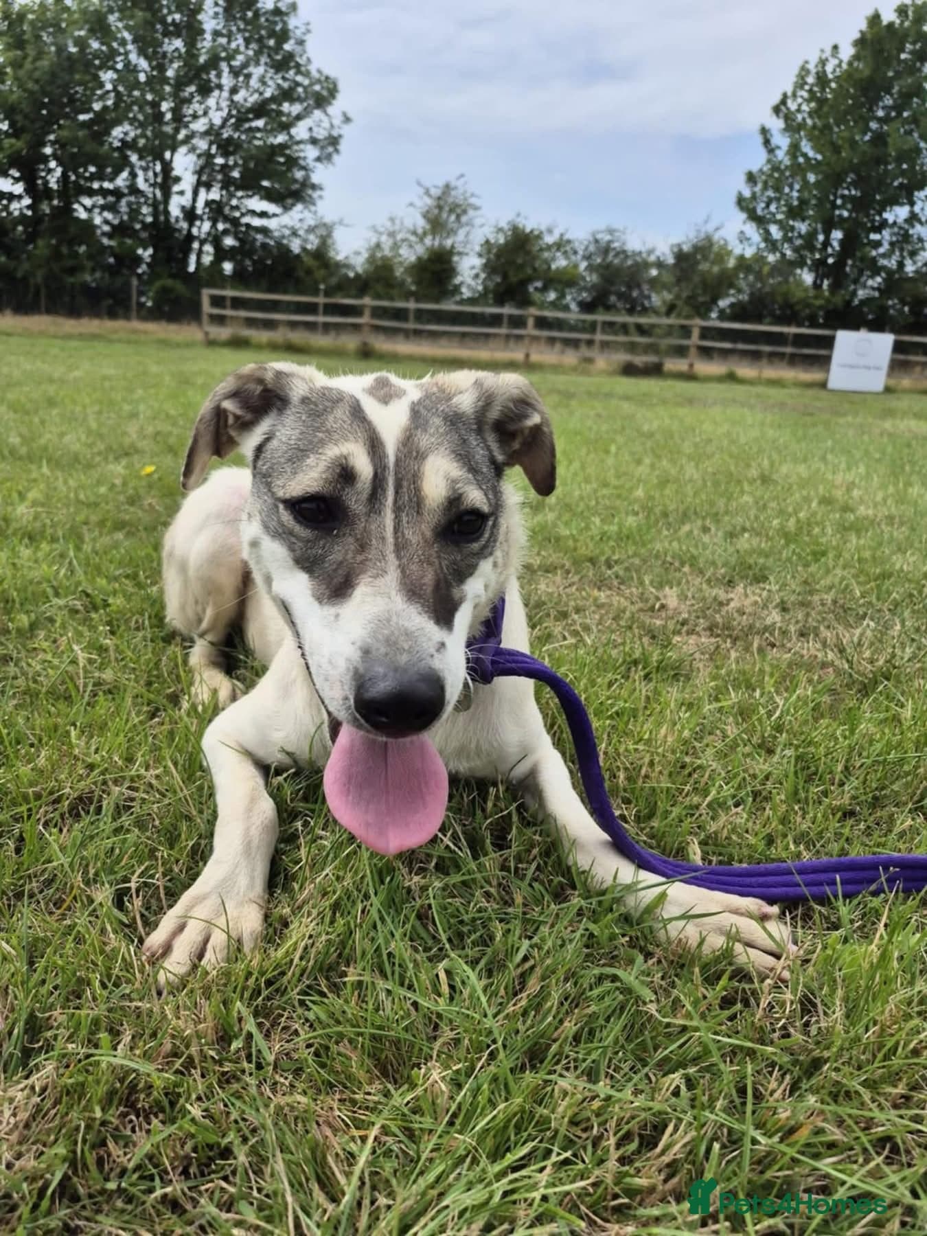 Lotty (2) Norwich Norfolk photo 6