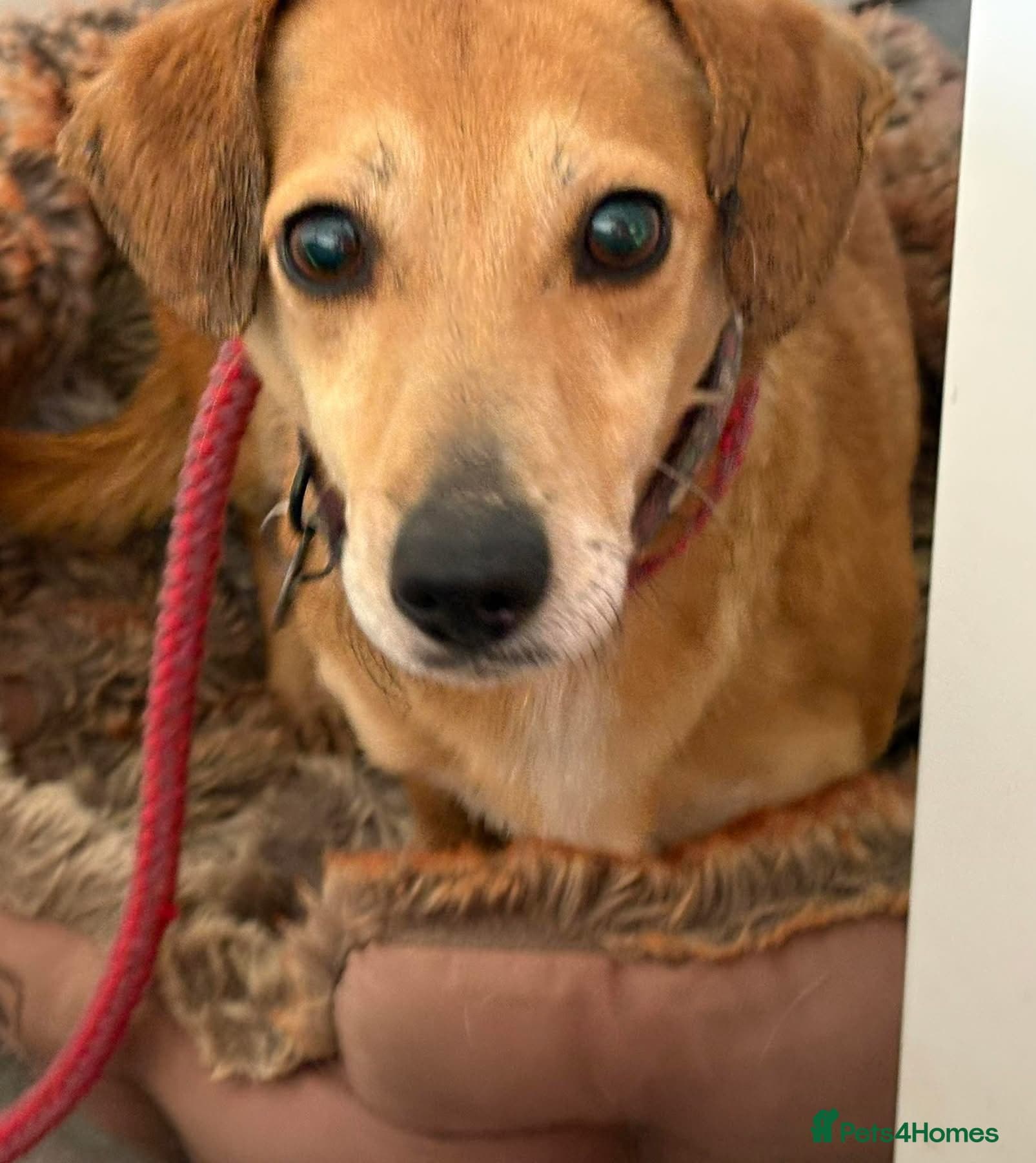 Mavis - Norwich Norfolk photo 14