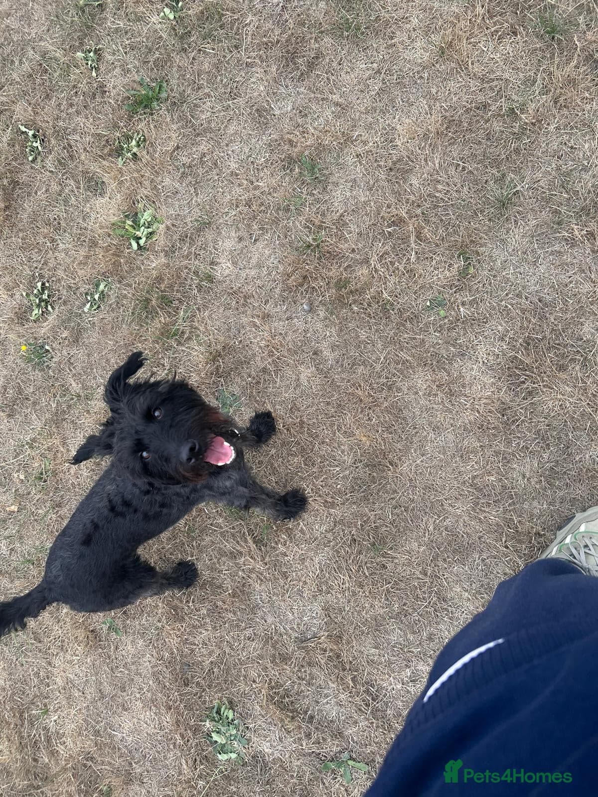 Lovely alfie seeks the quiet life photo 4