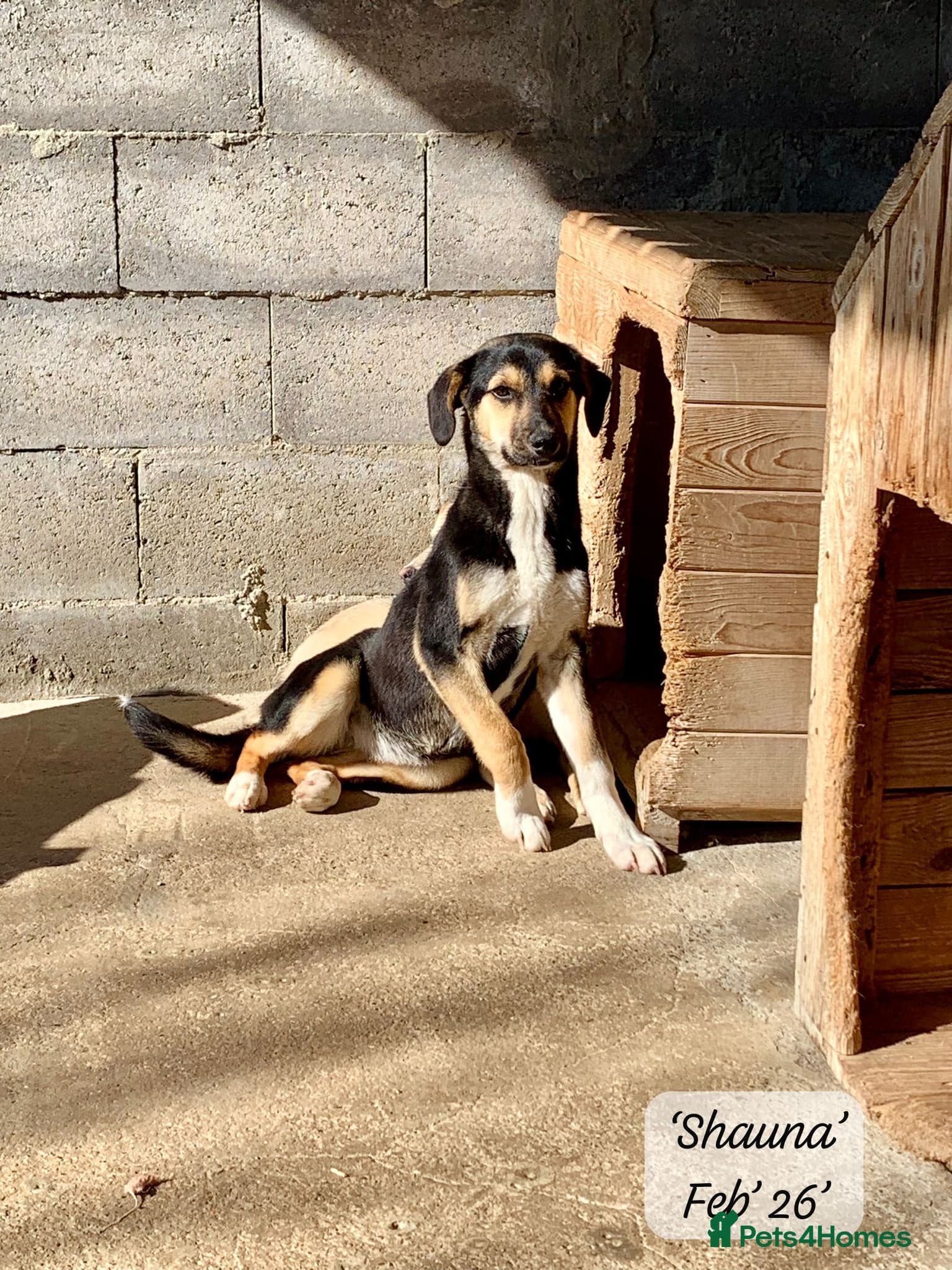 Shauna, 6 months approx. photo 7