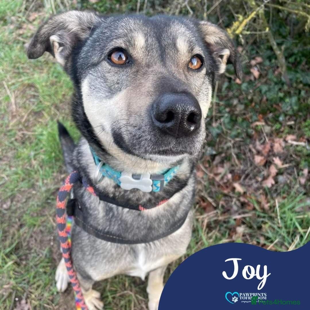 Meet Joy, currently residing in Cheshire photo 2