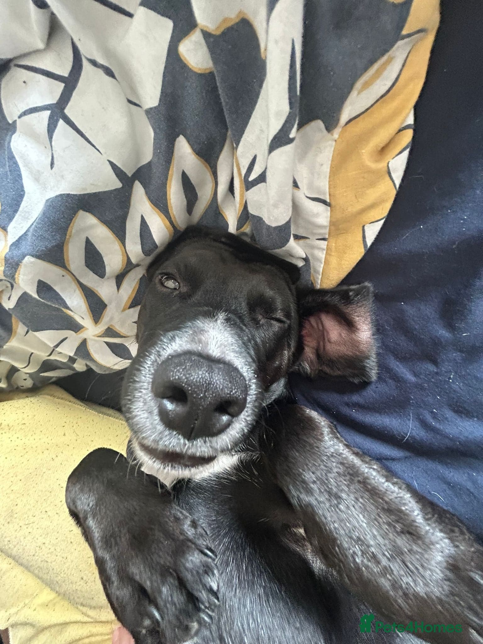 ๏ธ๐ถ walter photo 7