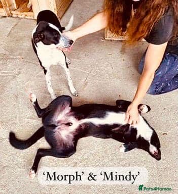 Pretty Mindy. Reserved STC. photo 15