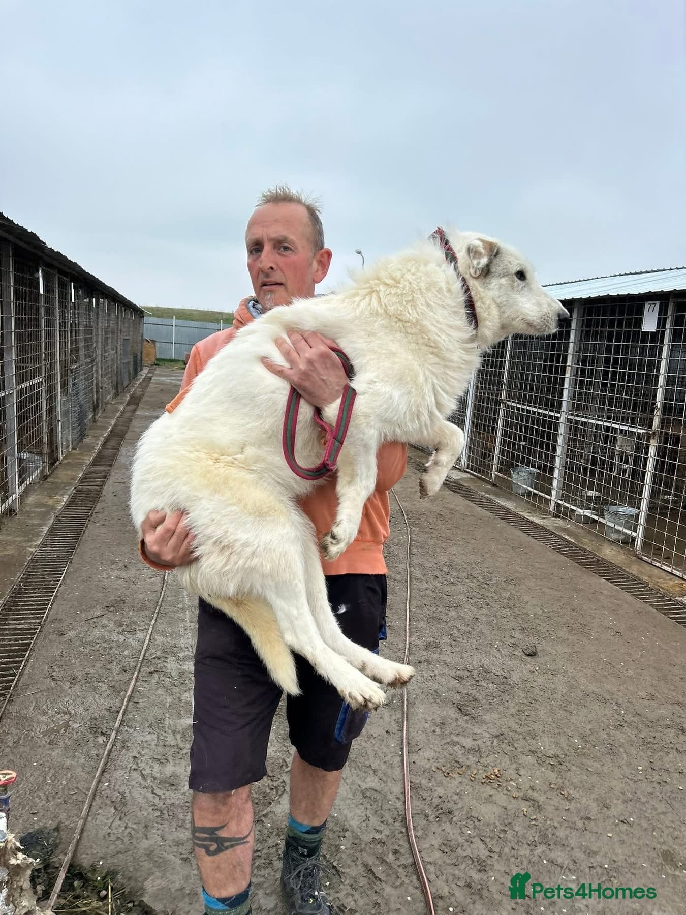 Elena - Marlborough Wiltshire photo 14