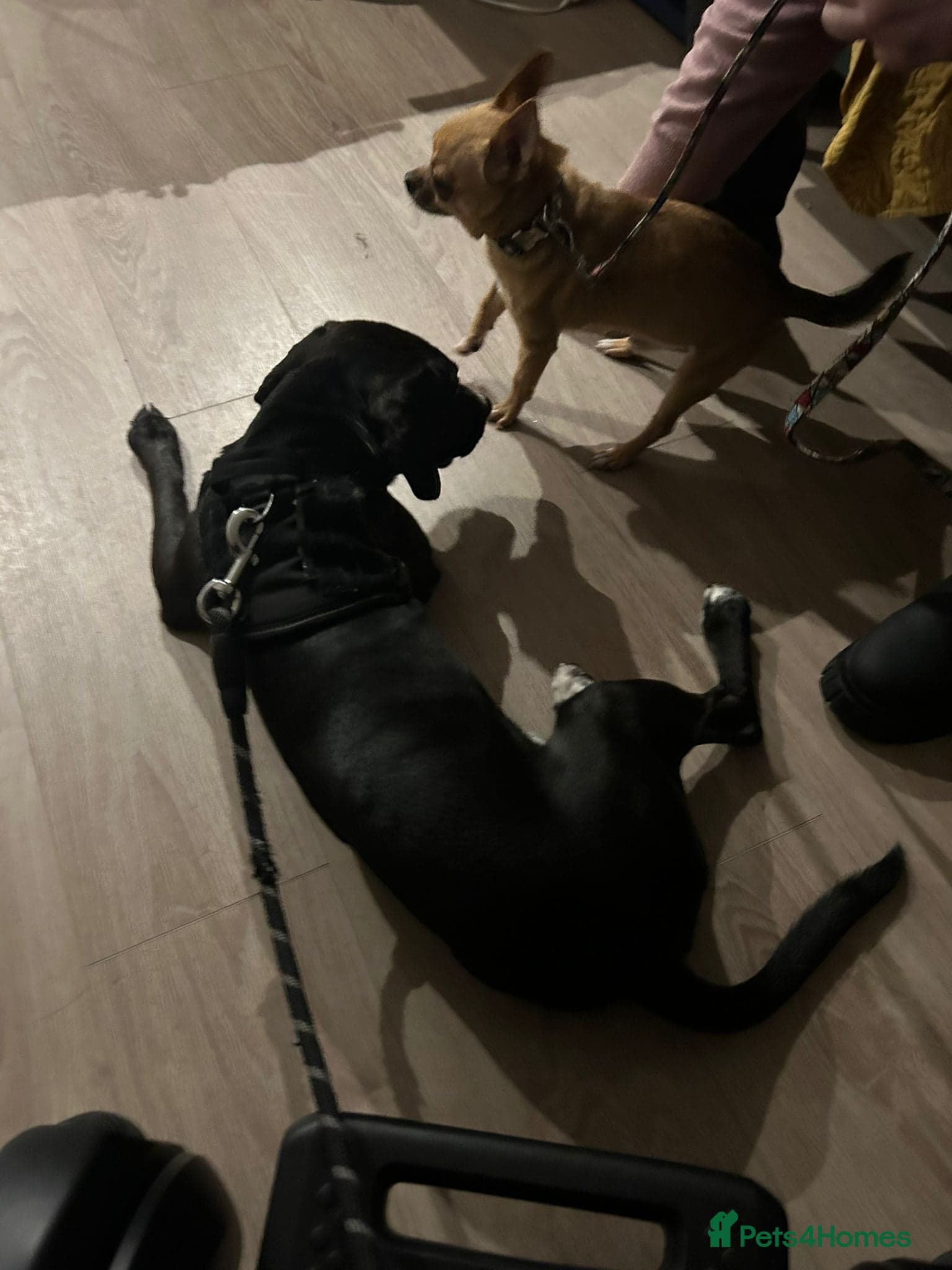 ๏ธ๐ถ walter photo 5