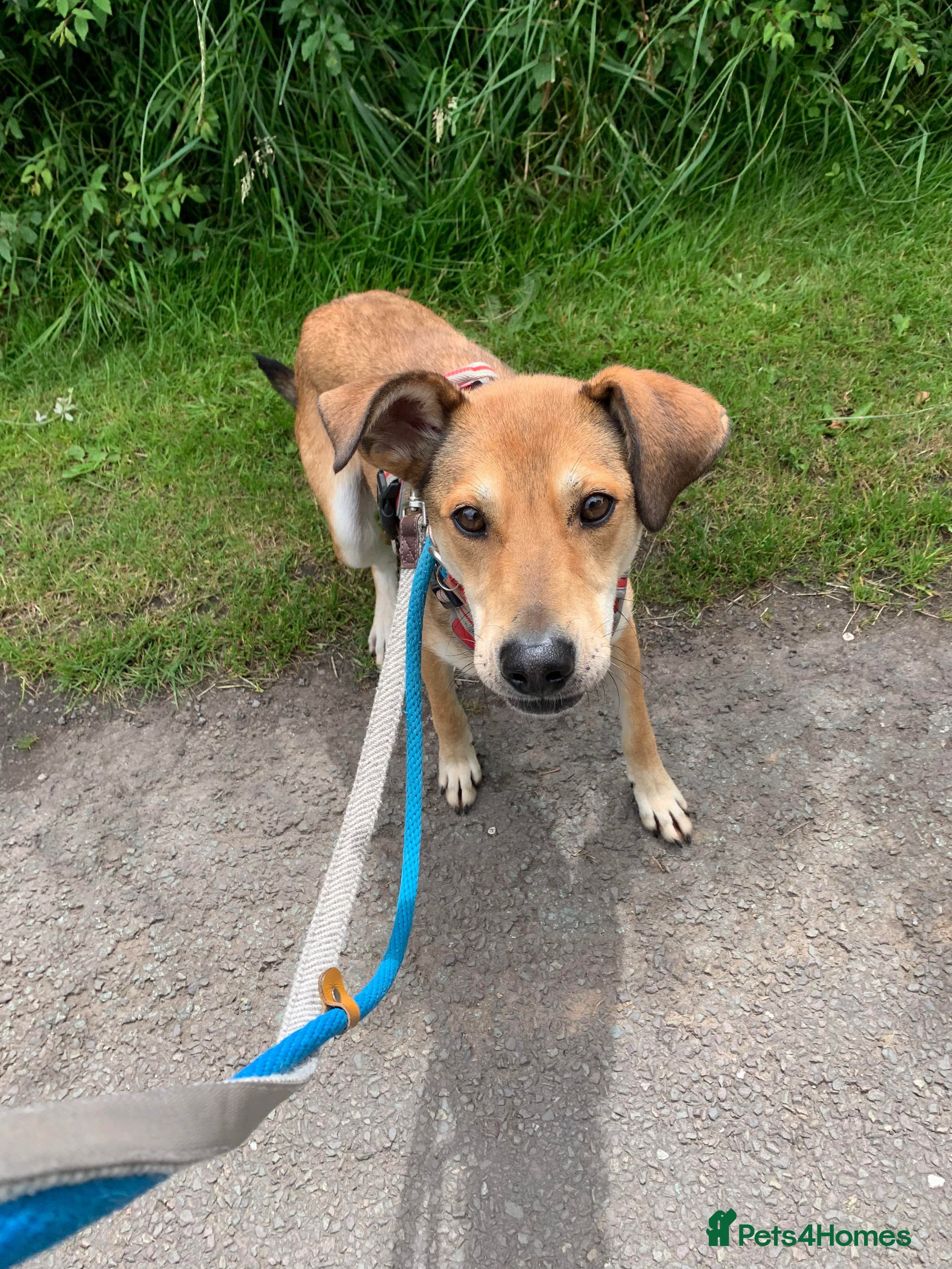 Meet Barney, currently residing in Cheshire photo 4