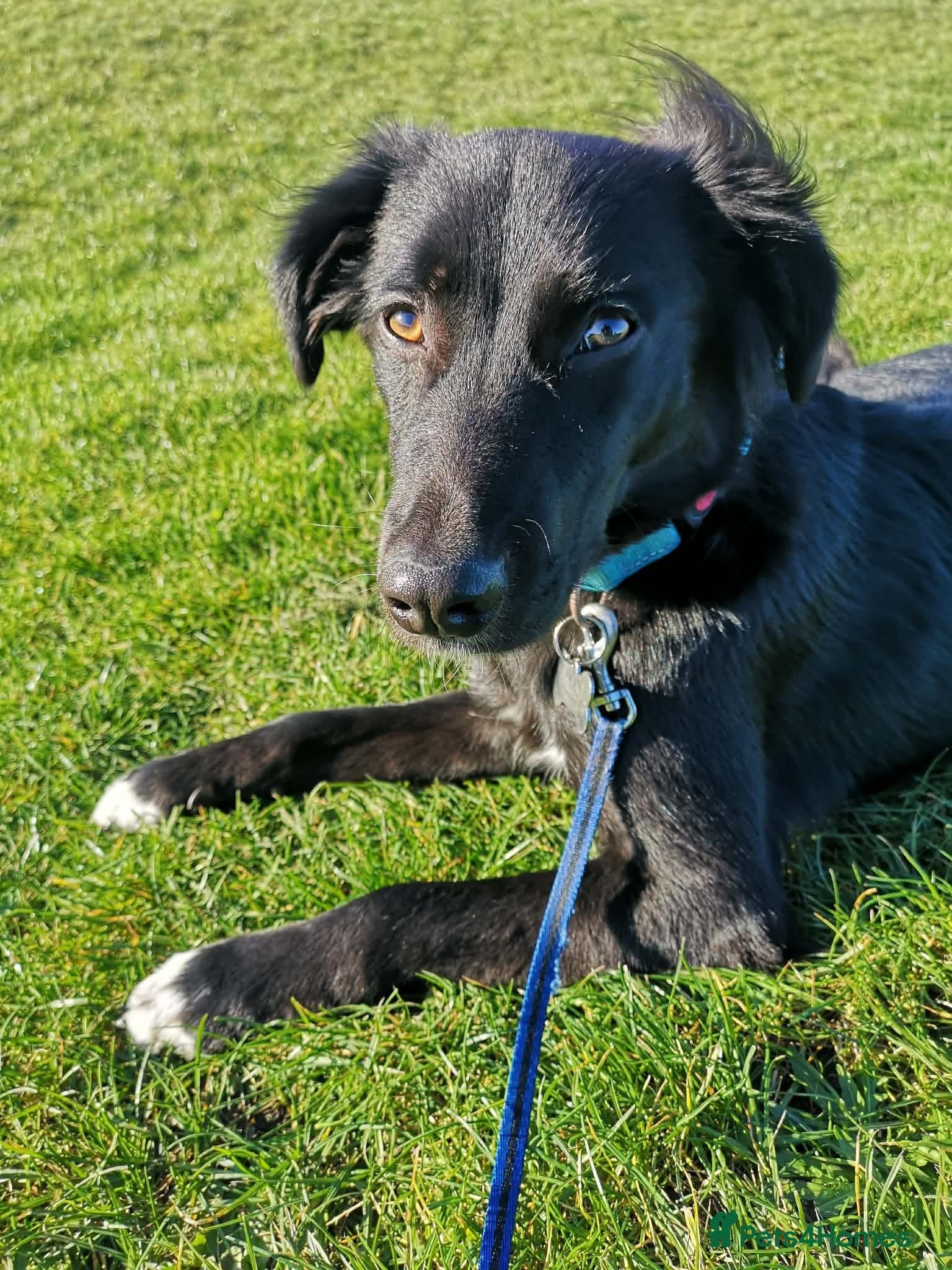 Buddy — Mixed Breed