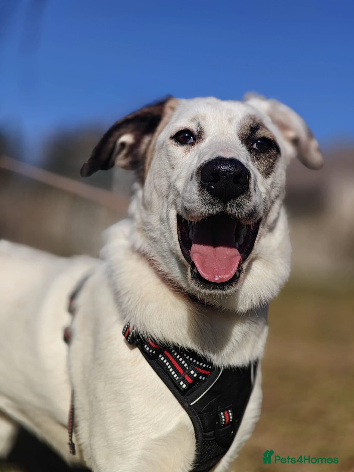 ️PLIAMKA❤️9-month-old loving and playful girl photo 8