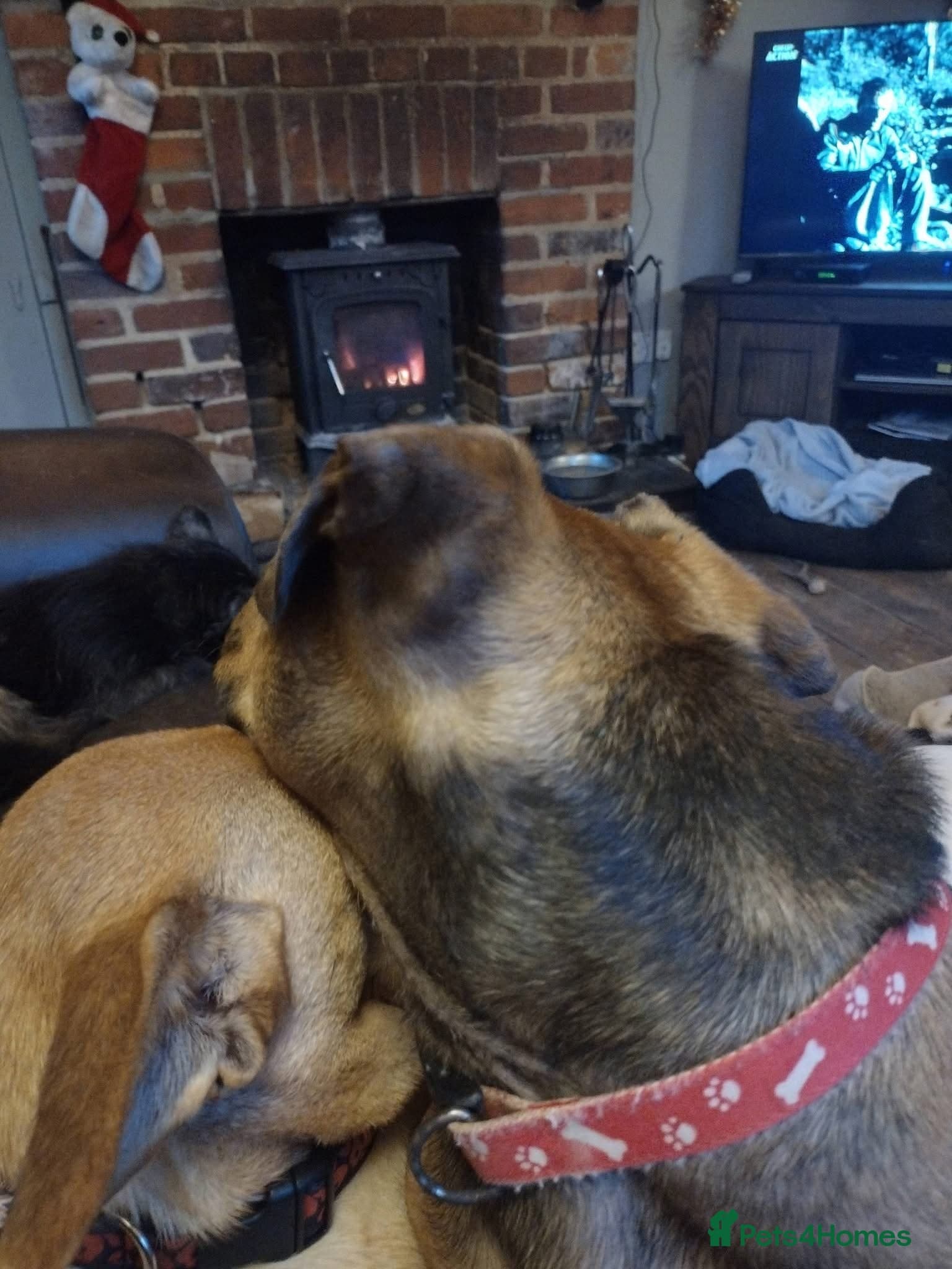 Rescue boy Noodle photo 16