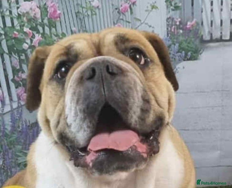 LACY 4yr old English Bulldog photo 3
