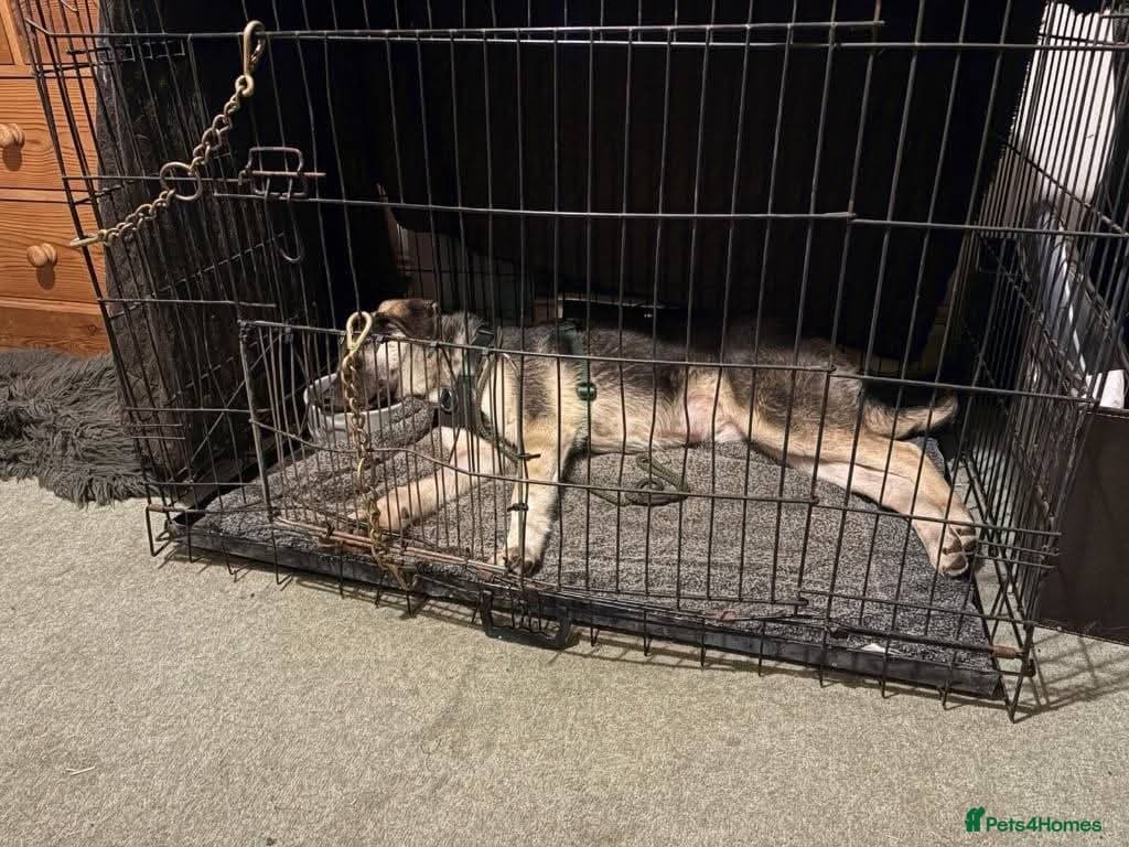 Meet Neptune,currently residing in Oxfordshire photo 5