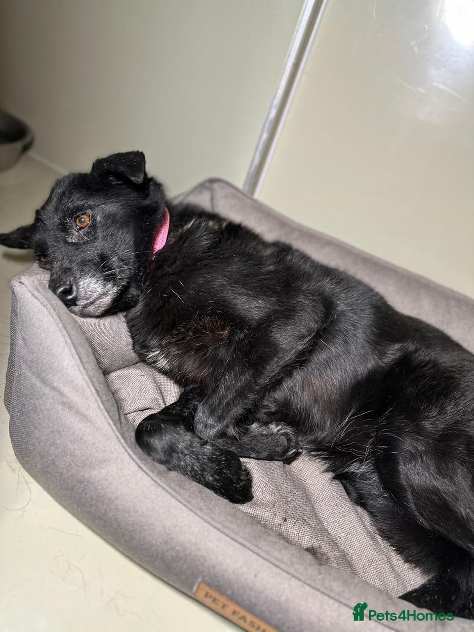 οΈπΆ tofa photo 36