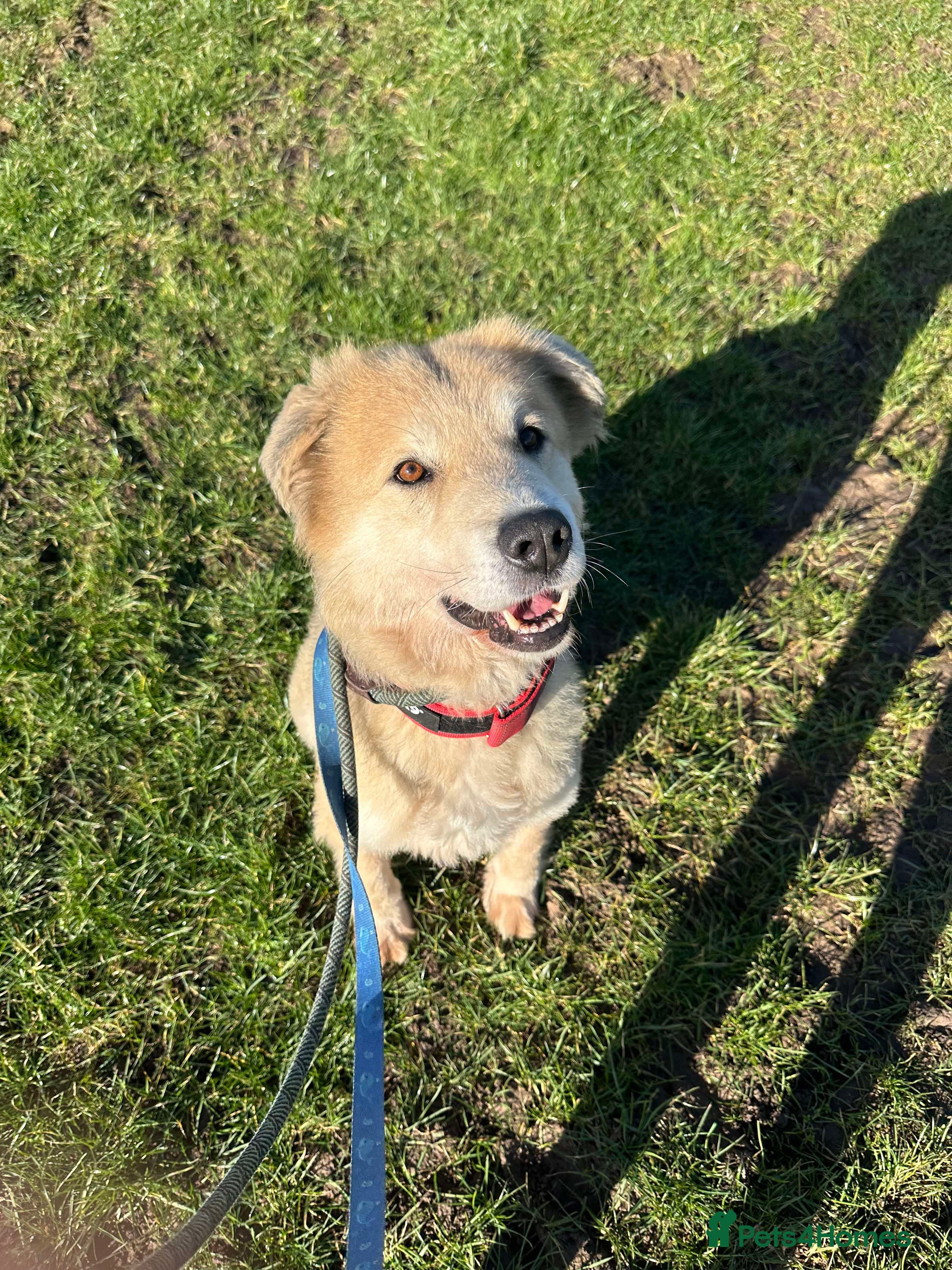 Meet Paddy, currently residing in Cheshire photo 3