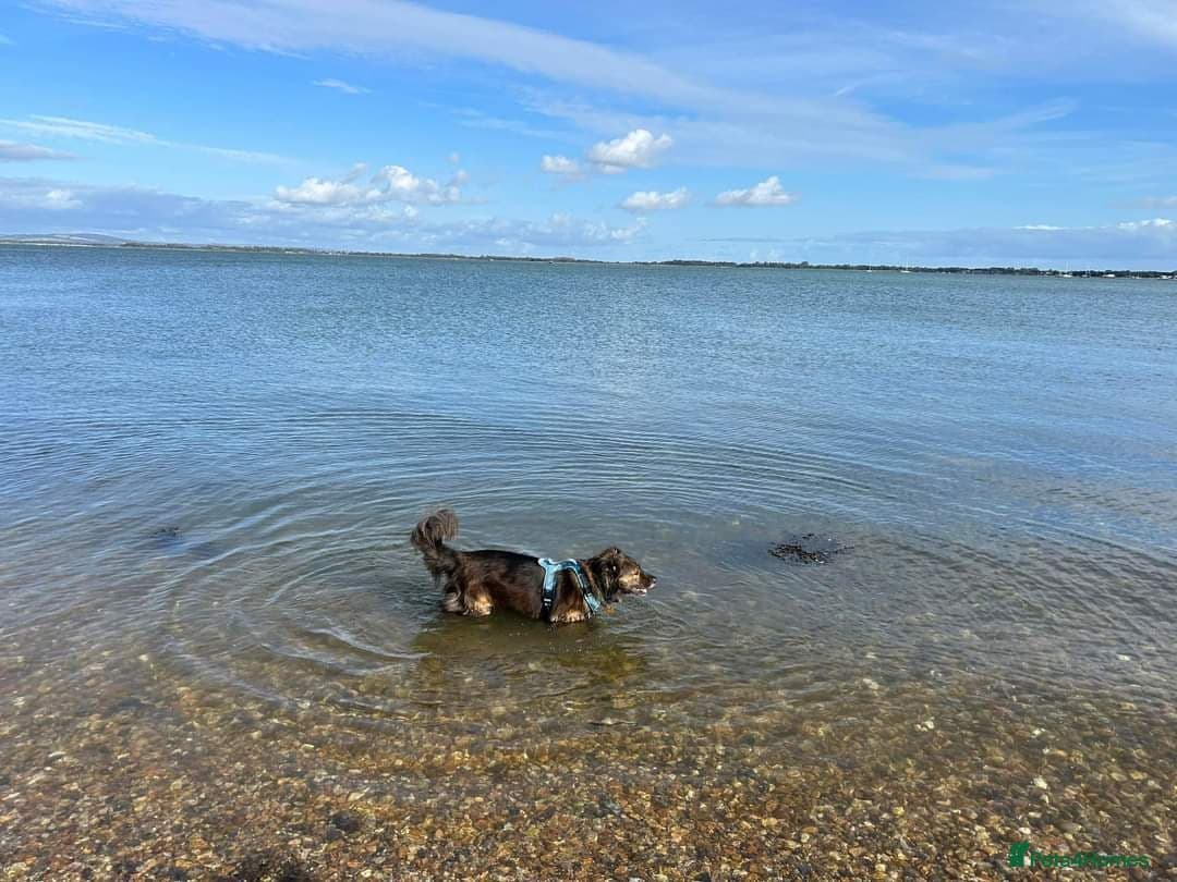 Meet Lenny, currently residing in Southsea photo 5