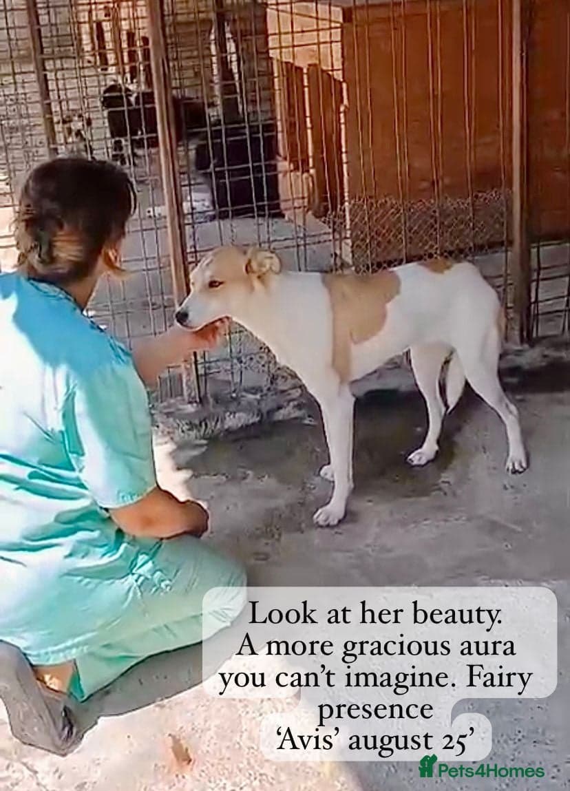 Avis- 20 months - photo 22