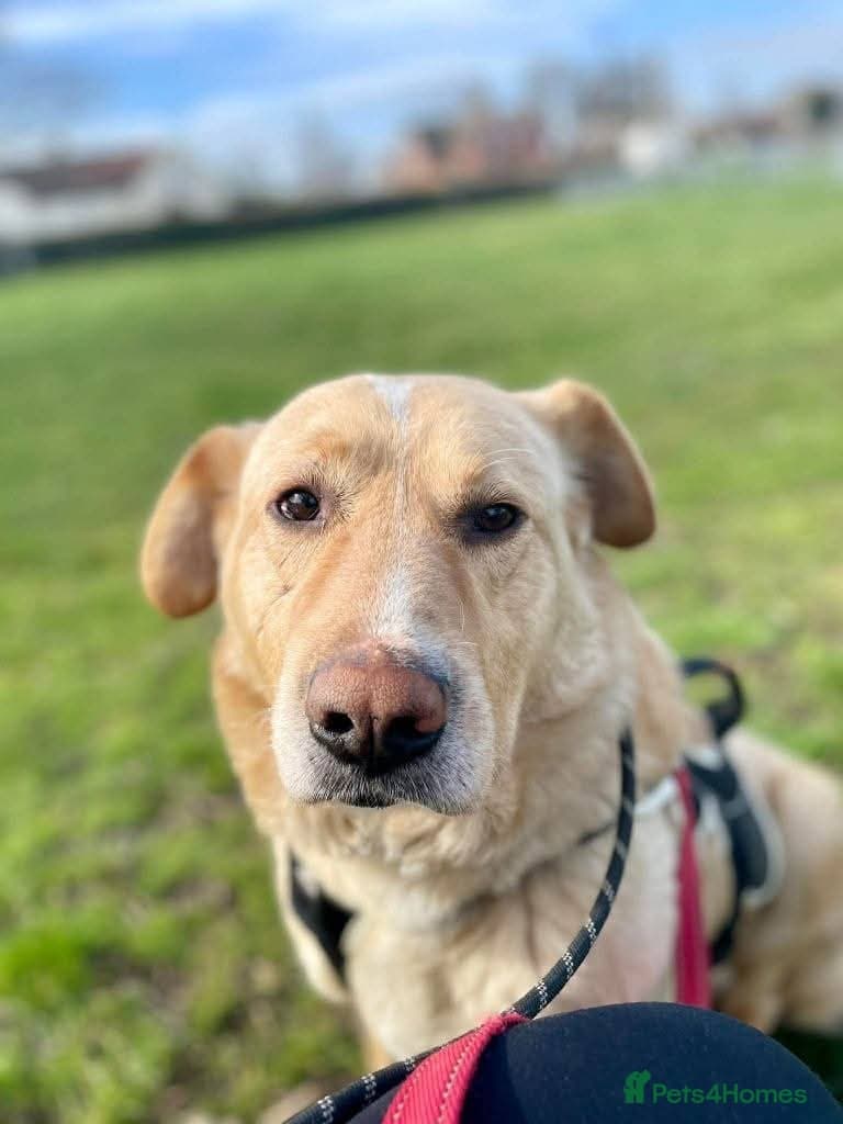 Meet Rex, currently residing in Essex photo 3