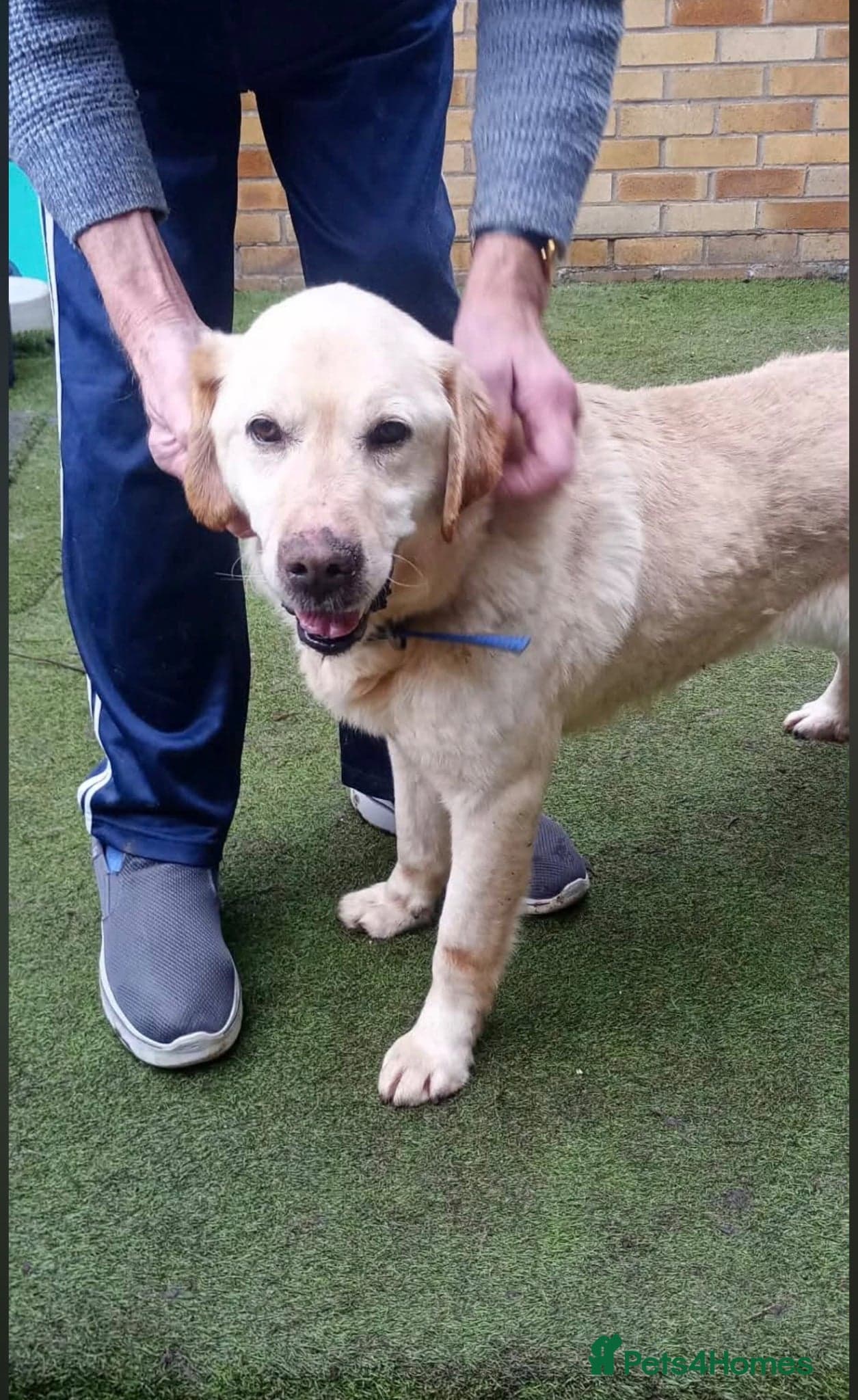 Leo πΎ β Labrador Retriever