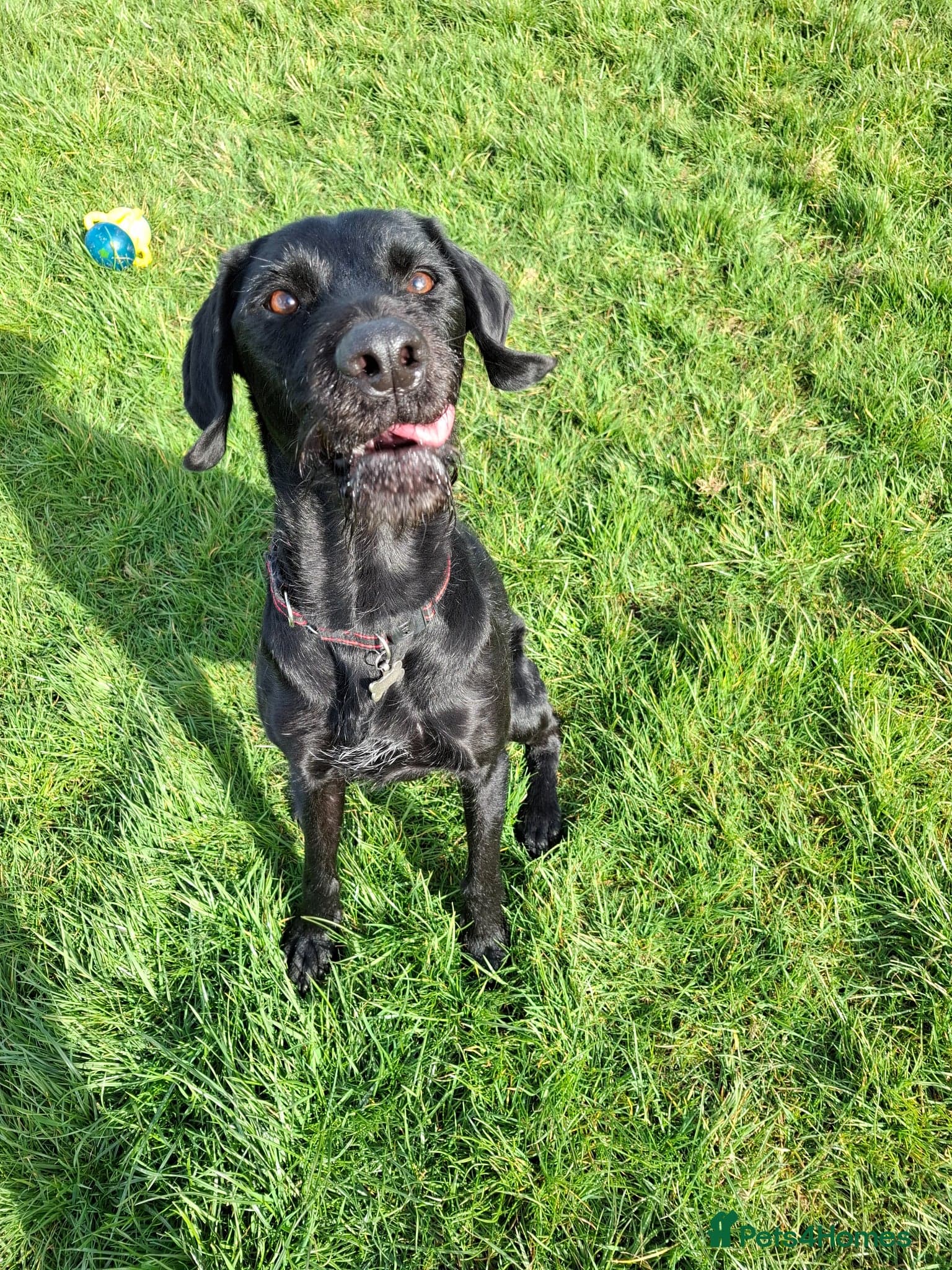 Guppy - GWP x lab photo 6