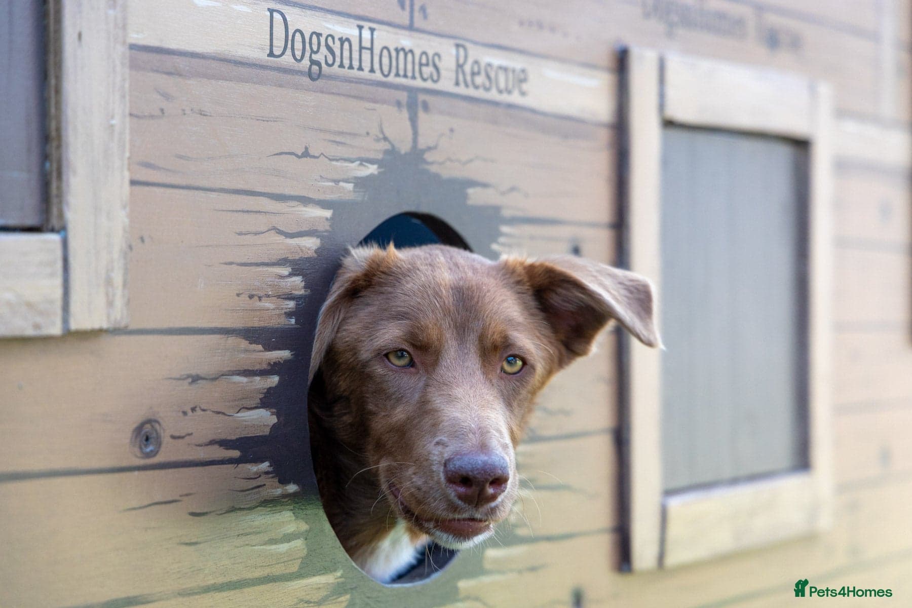 Mocha - everyone loves this lad photo 9