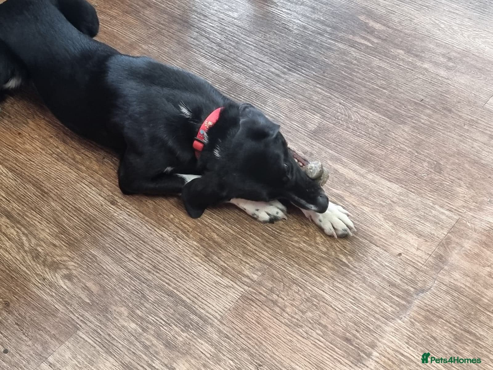 Nora for adoption in cornwall/devon photo 19