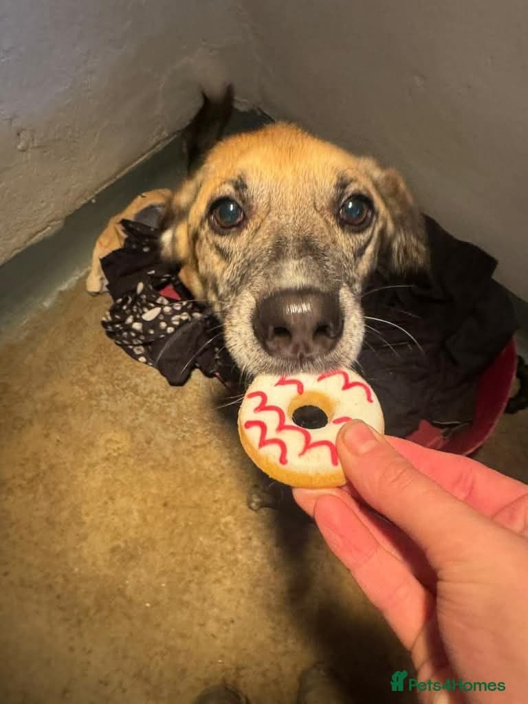 Meet Erol, currently residing in Surrey photo 10