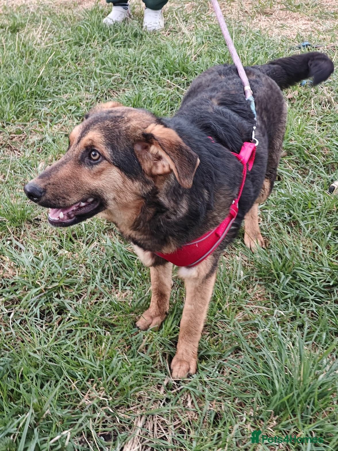 οΈπΆ yasia photo 23