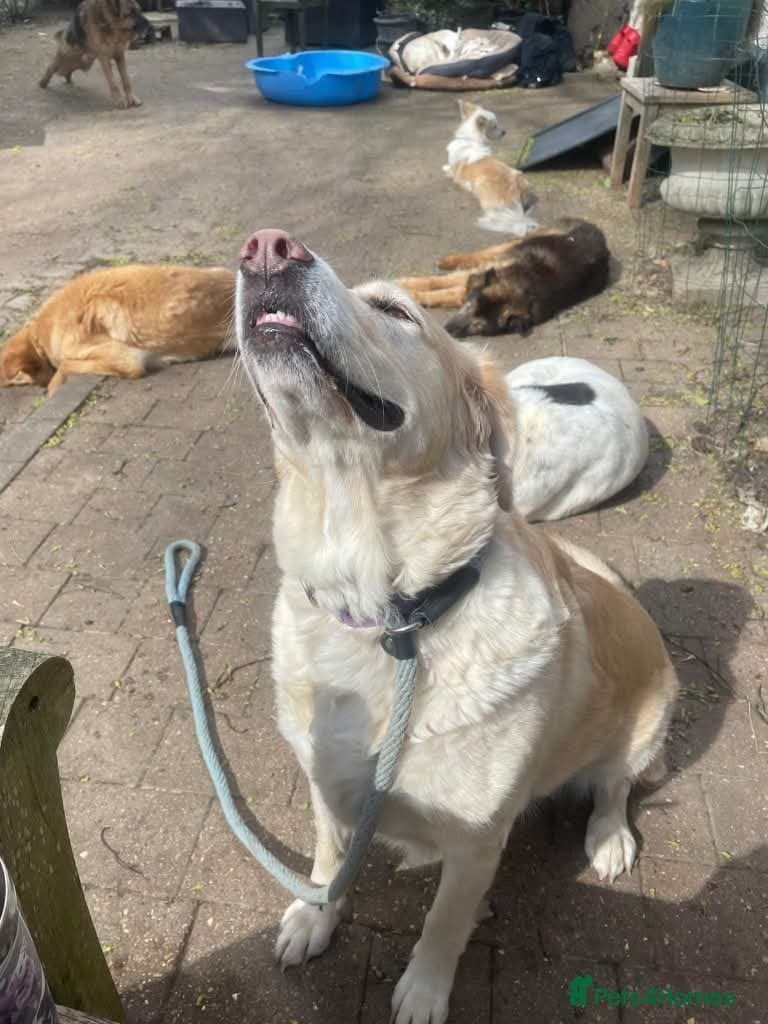 Meet Honey, currently residing in Guilford photo 6