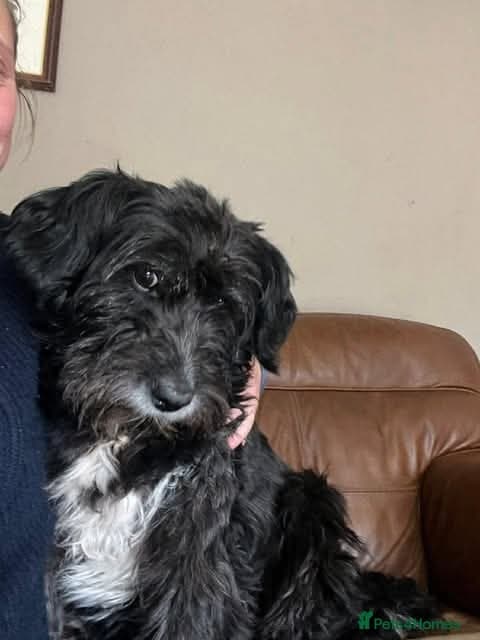 Meet Livi, currently residing in Cheshire photo 6