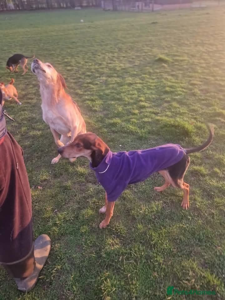 Asterios (aka Terry) photo 6