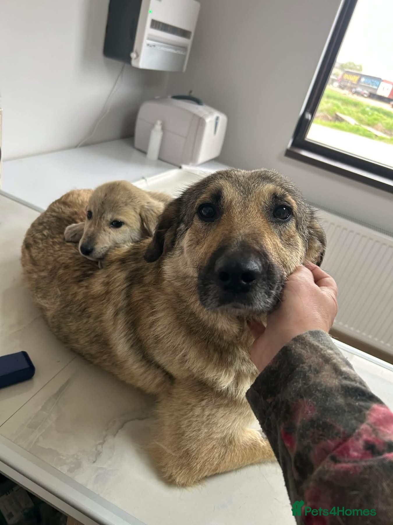 Amanda - Norwich Norfolk photo 13