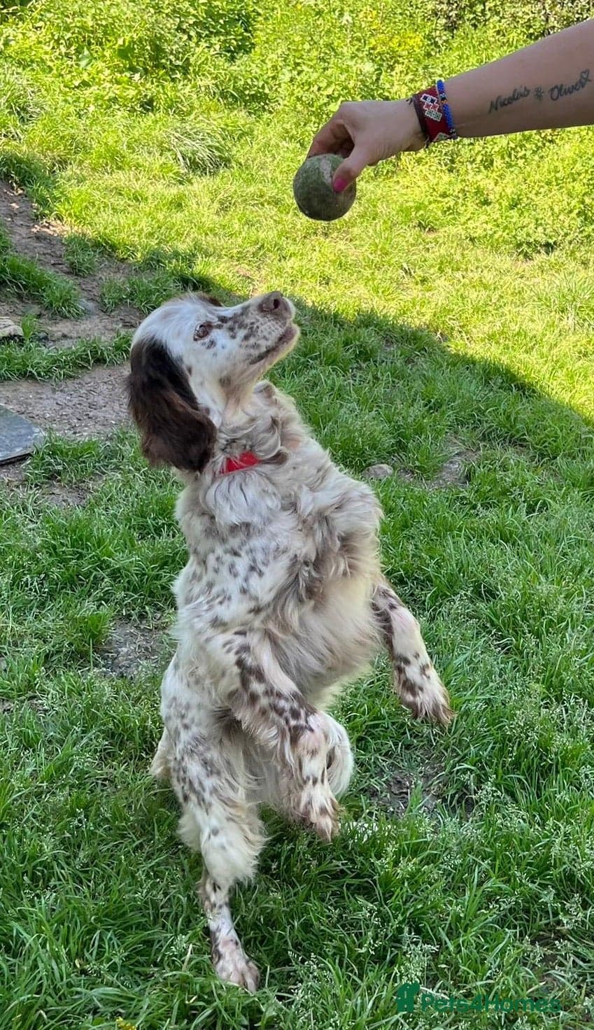 Viki — English Setter