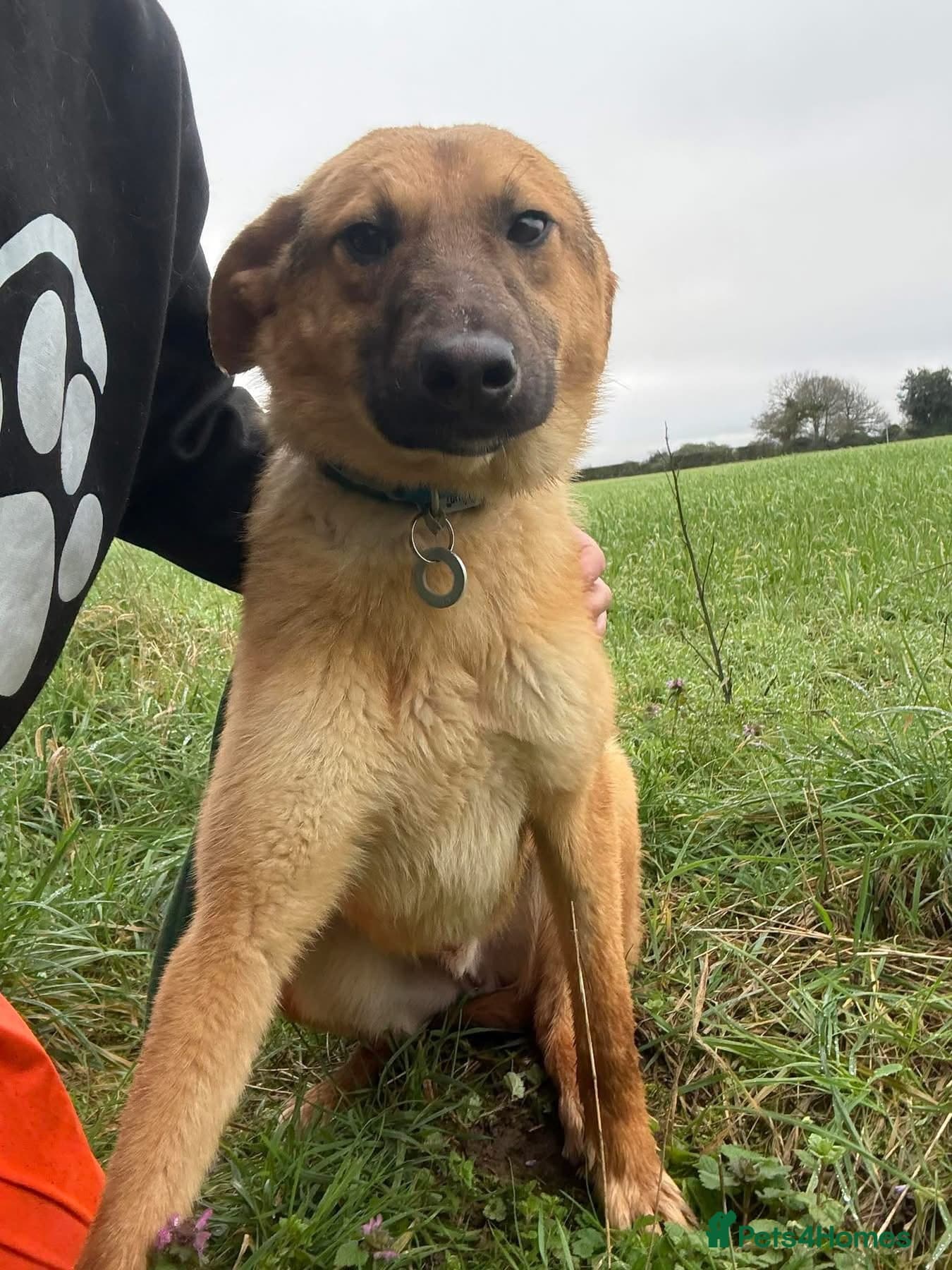 Dylan - Norwich Norfolk photo 5