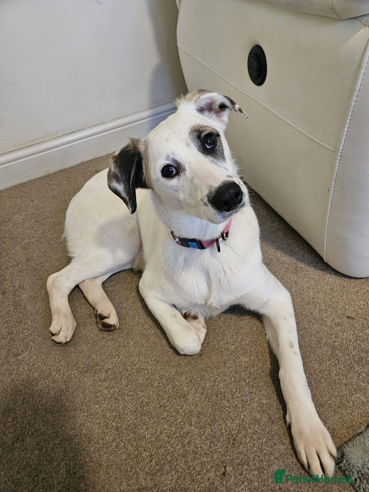 ️PLIAMKA❤️She — Mixed Breed