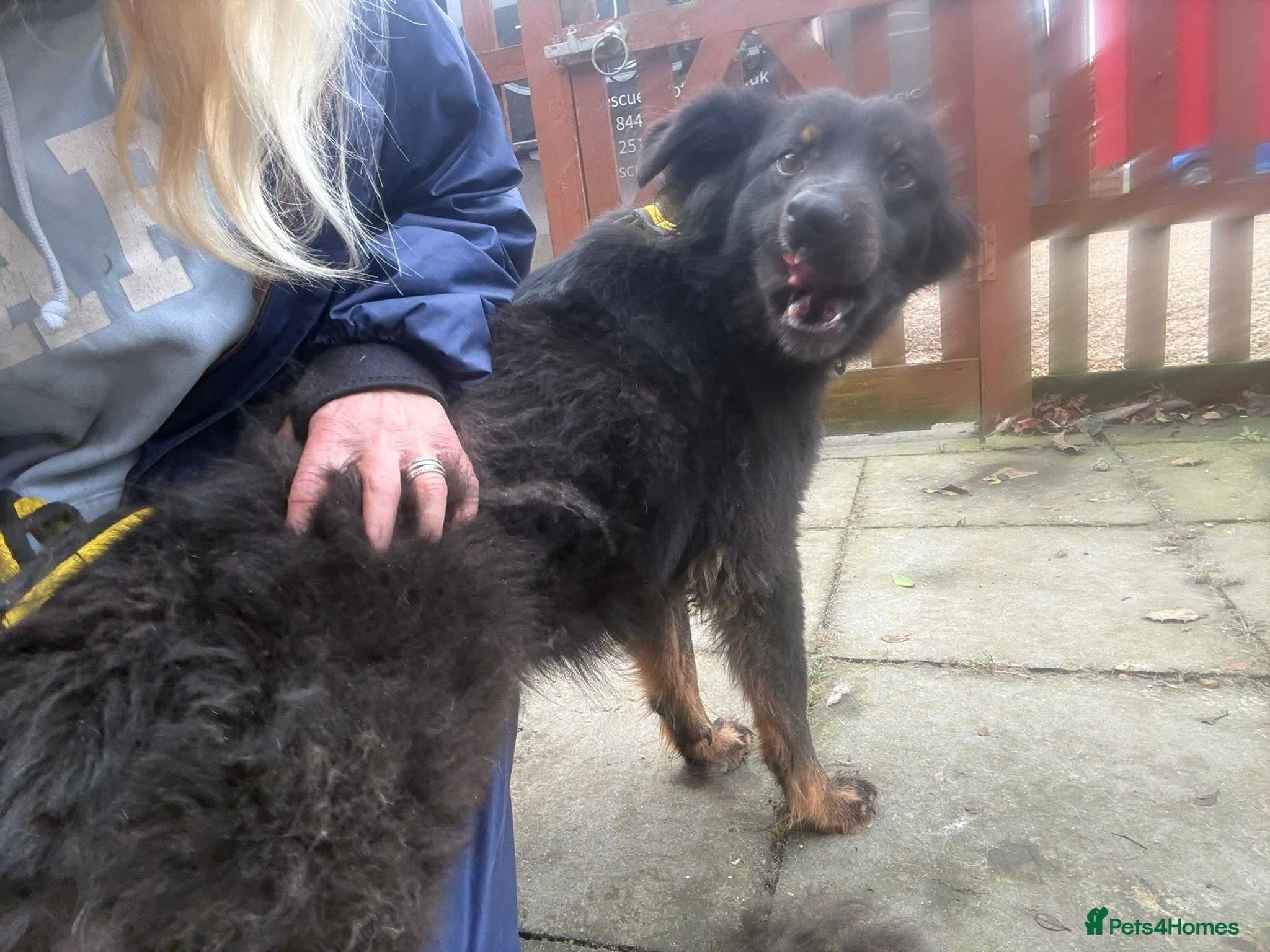 Newton - Norwich Norfolk photo 17