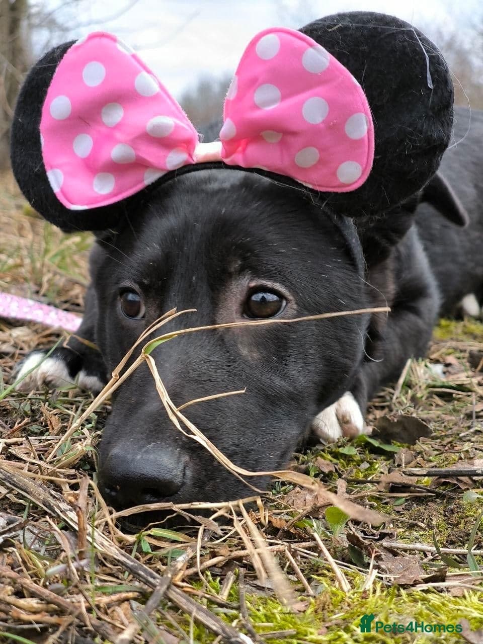 οΈπΆ masha photo 4