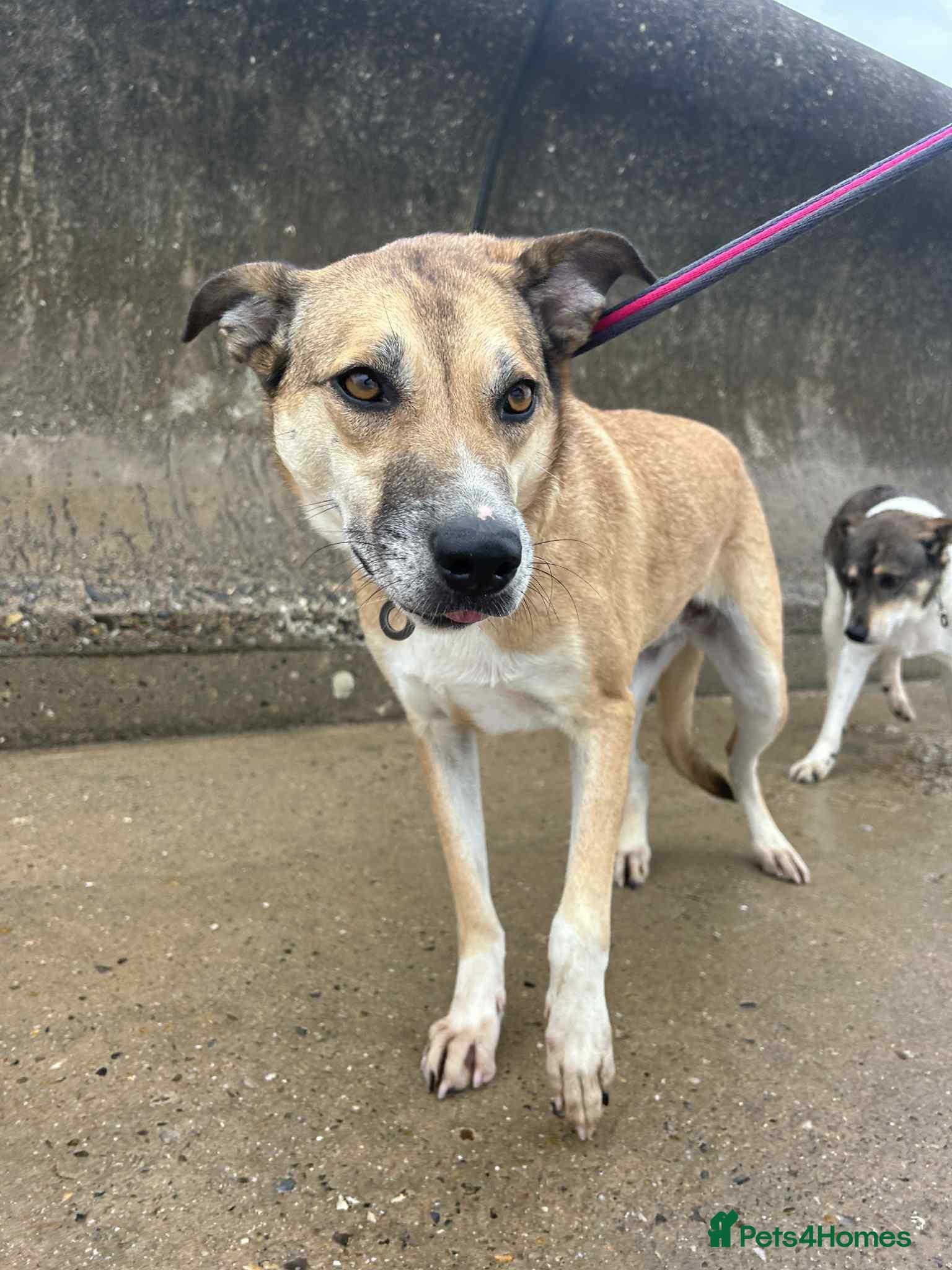 Sara - Norwich Norfolk photo 12