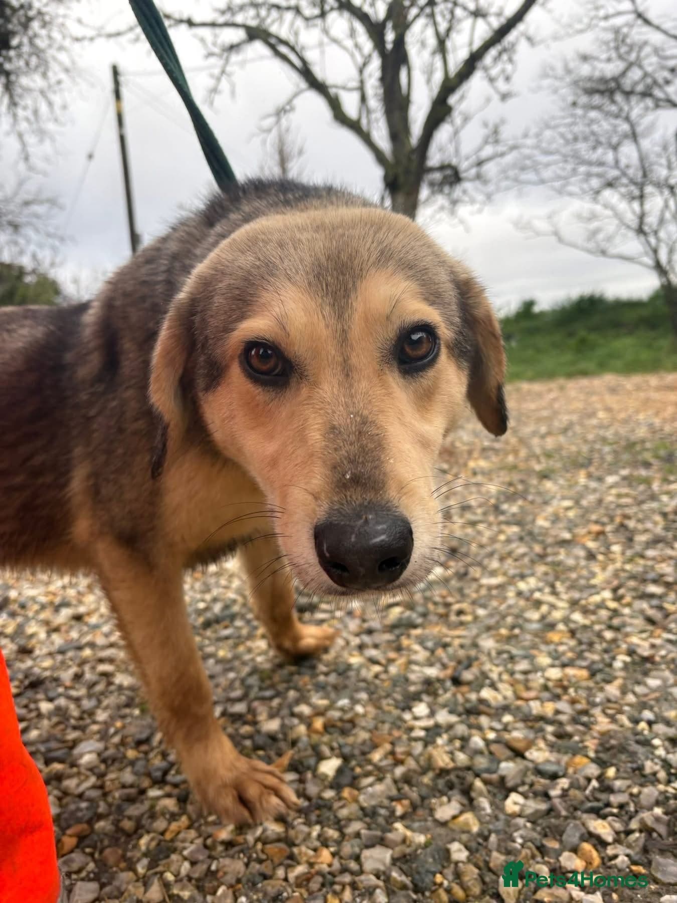 Rollo - Norwich Norfolk photo 5