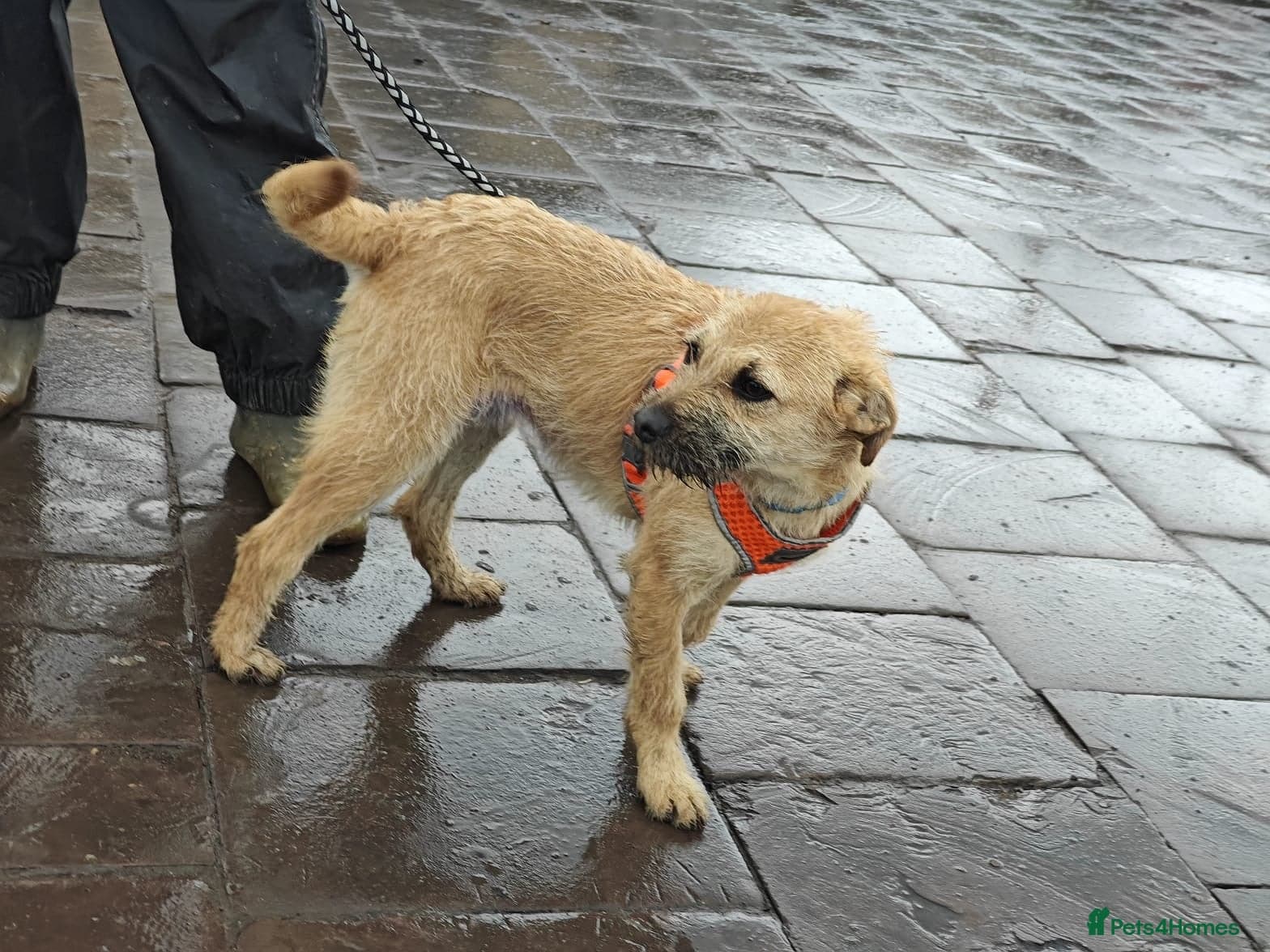 οΈπΆ bekki photo 18