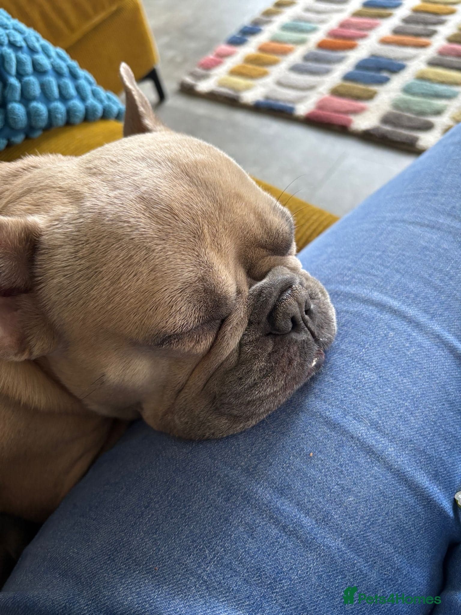 Female French bulldog photo 2