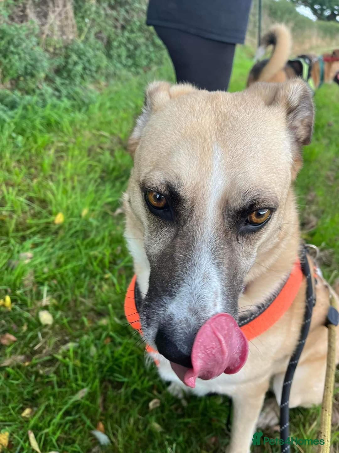 Meet Ruma, currently residing in Cheshire photo 11