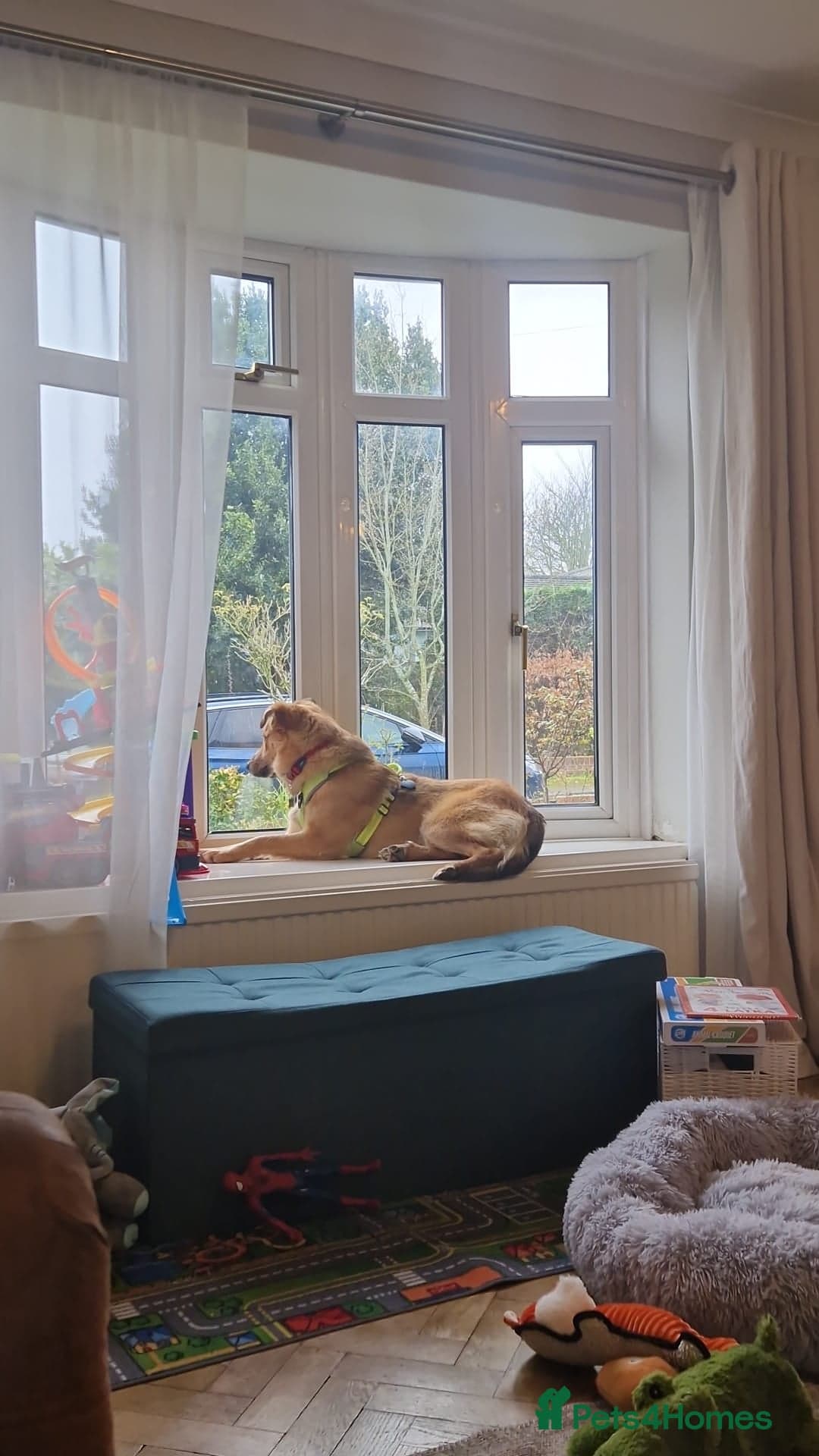 Cactus (yanik) photo 10