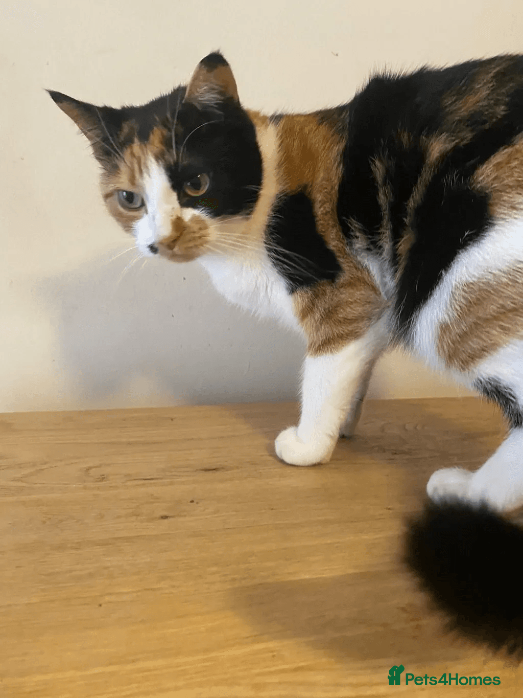 Lulu the rescue cat — Mixed Breed