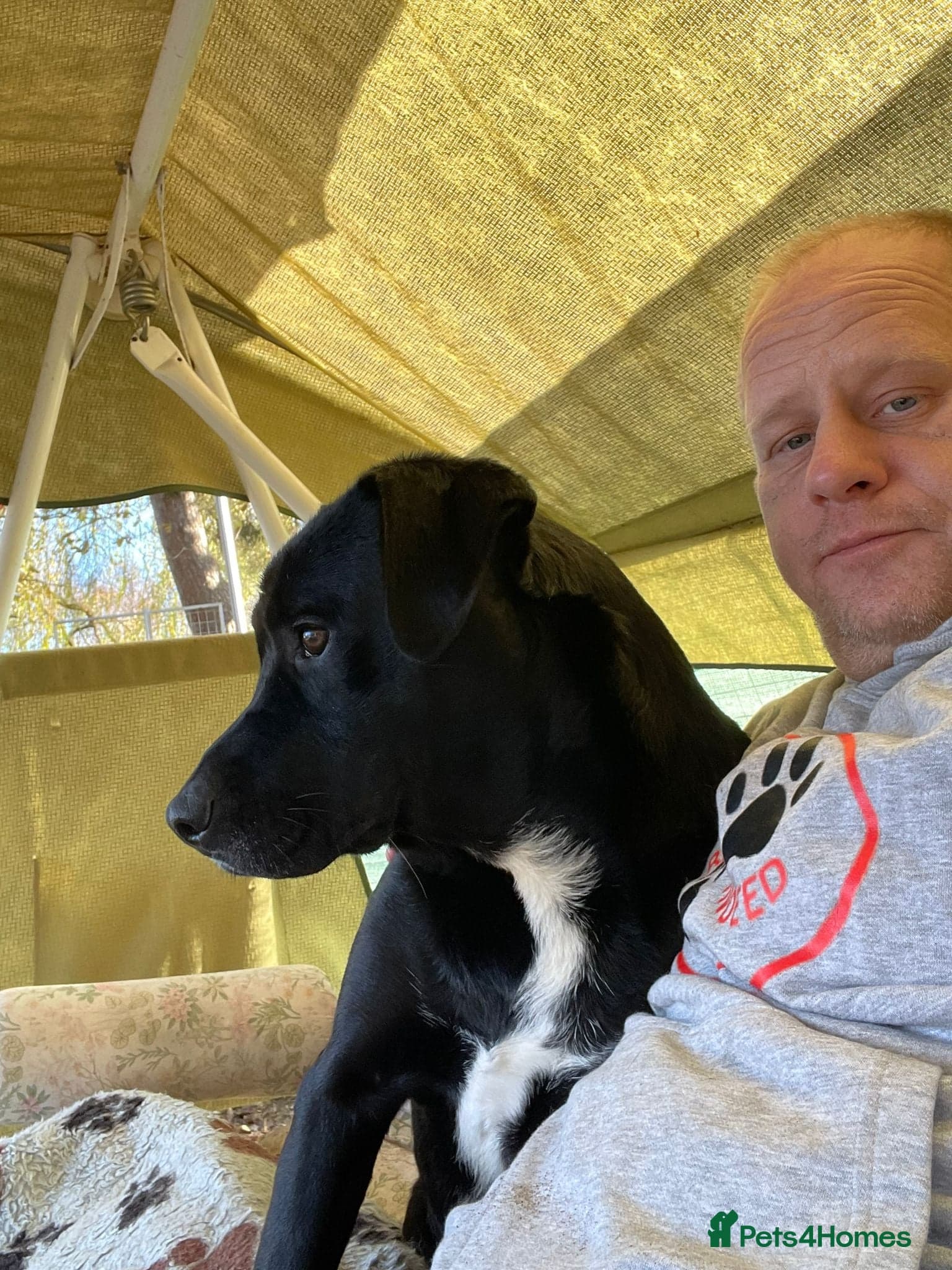 SHEAMUS,URGENT sensitive Soul Labrador Cross photo 28