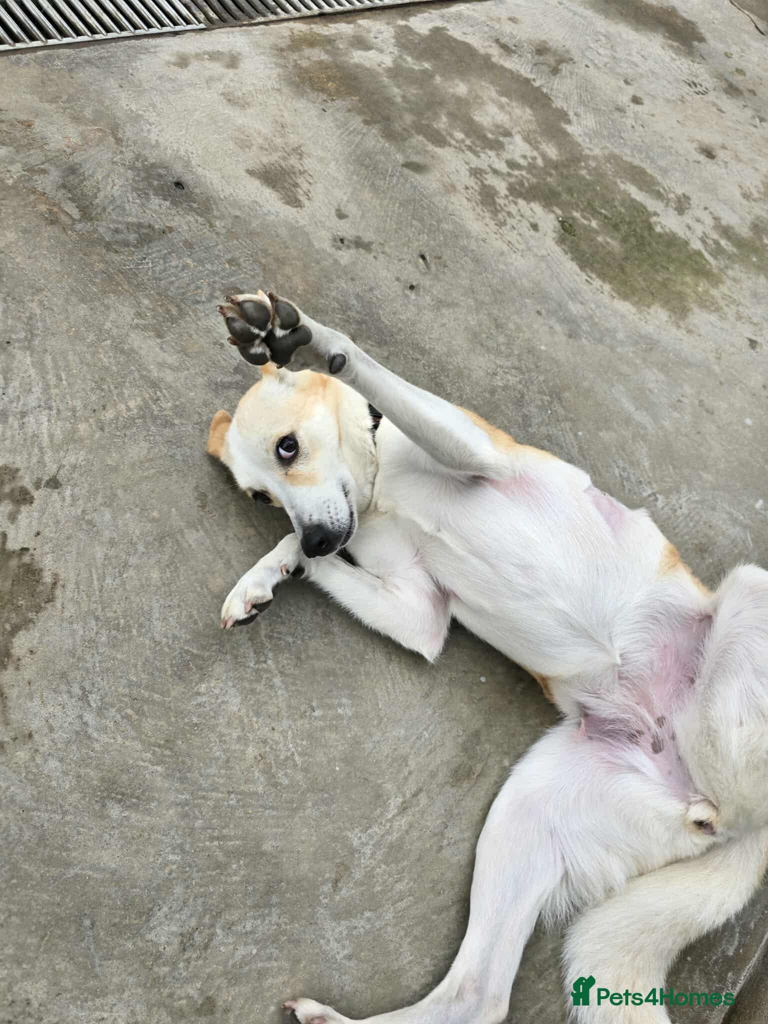 Egyptian girl Cleo photo 5