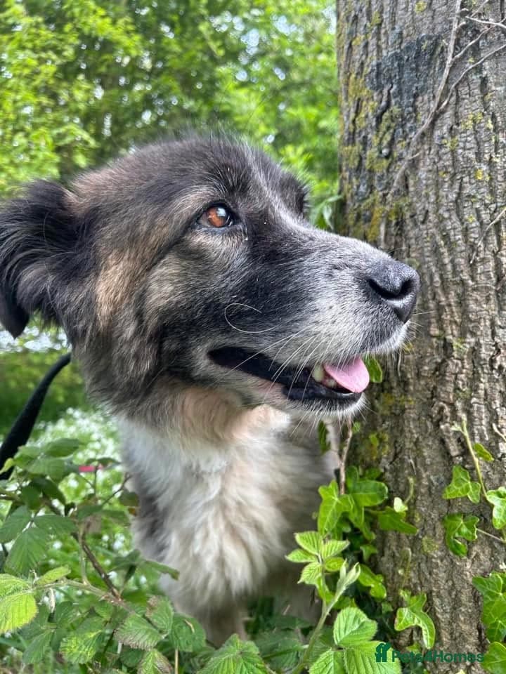 Hilda - Norwich Norfolk photo 26