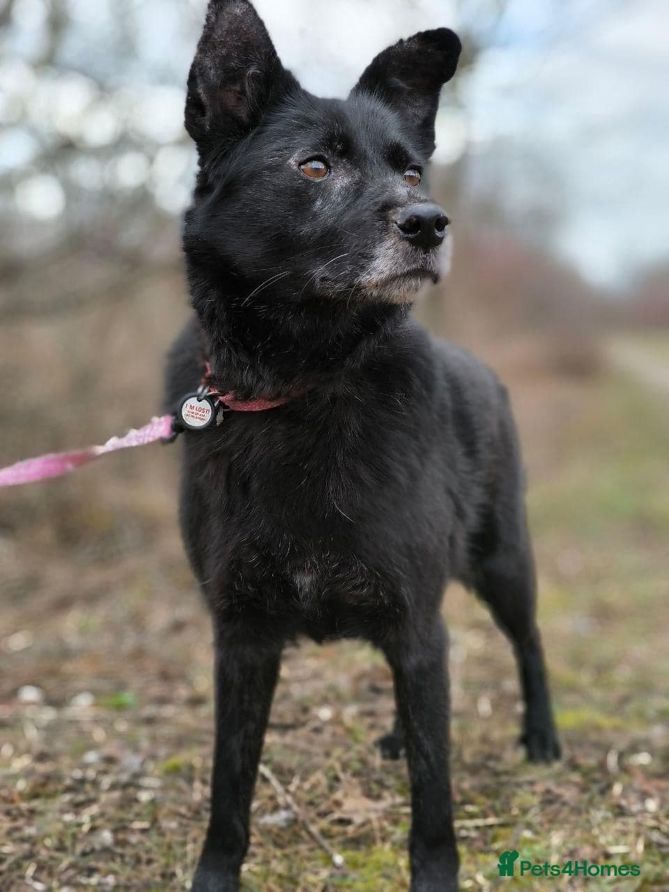 οΈπΆ tofa photo 5